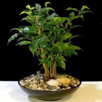 10 Ficus benjamina Seeds - Weeping Fig - Buy Evergreen Indoor Plant Seeds in South Africa