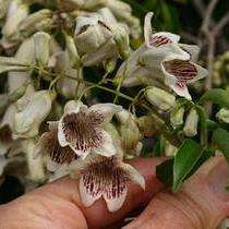 Pandorea pandorana Seeds - Wonga Wonga Vine from Australia + Get FREE Seeds with ALL Orders!