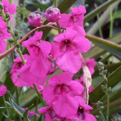 Diascia integerrima Seeds - Twinspurs - Indigenous Evergreen Flowering Perennial