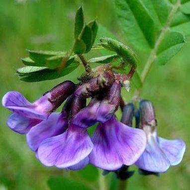 5 Bush Vetch Seeds - Vicia sepium - Edible + FREE Seeds with ALL Orders!
