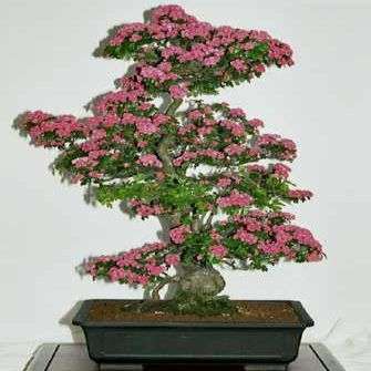 10 Crataegus laevigata Bonsai Seeds - Woodland Hawthorn - Buy Bonsai Tree Seeds in South Africa