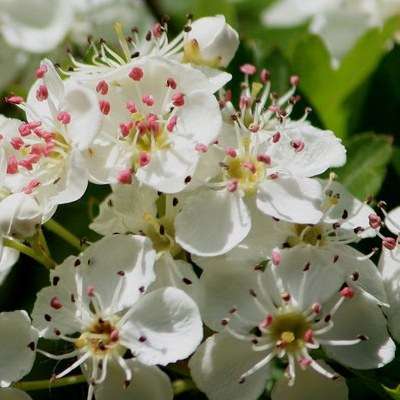 Crataegus laevigata Tree Seeds ~ Woodland Hawthorn Seeds - Deciduous Frost Hardy