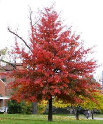 5 Quercus palustris Tree Seeds - Pin Oak Seeds - Deciduous Frost Hardy Tree