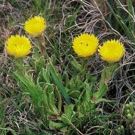 20 Helichrysum aureum Seeds - Everlasting Flower - South African Indigenous Perennial Seeds