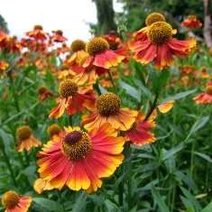 50 Sneezeweed, Helen's Flower Seeds - Helenium autumnale Seeds - Bulk Perennial Seeds
