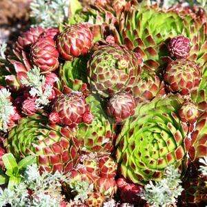 100 Sempervivum soboliferum Seeds - Hen & Chicks - Bulk Exotic Succulent Plant Seeds
