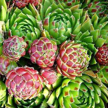 Sempervivum soboliferum Seeds - Hen & Chicks House Leeks - Exotic Succulent Plant Seeds
