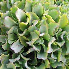 Plants - Crassula ovata undulata Plants - Indigenous Live Succulent Plants