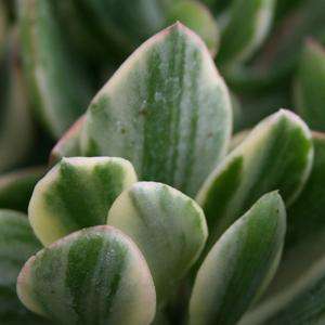 Plants - Crassula ovata variegata Plants - Variegated Jade Plant Plant - Live Succulent Plants