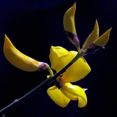 Genista aetnensis Seeds ~ Mount Etna Broom Tree - Exotic Tree Seeds from Sicily