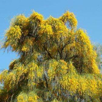 5 Genista aetnensis Seeds ~ Mount Etna Broom Tree - Exotic Tree Seeds from Sicily