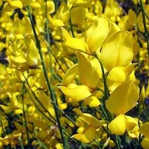 20 Genista aetnensis Seeds ~ Mount Etna Broom Tree - Exotic Tree Seeds from Sicily