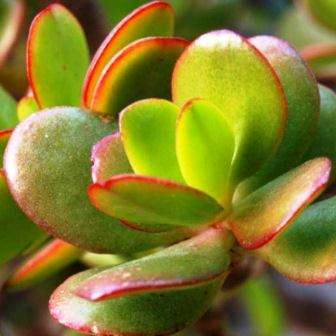 Crassula ovata Plants - Jade Tree - Indigenous Live Succulent Plants - Inheemse Vetplante