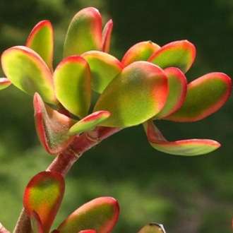 Crassula ovata Hummels Sunset Plants - Tricolour Jade Tree - Indigenous Live Succulent Plants