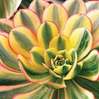 Aeonium decorum cv. Sunburst Plants - Live Succulent Plants