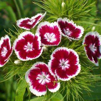 100 Dianthus barbatus Seeds - Sweet William - Sow Spring Autumn - Biennial Seeds