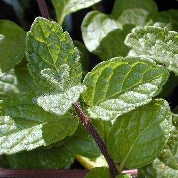 500 Spearmint Seeds ~ Mentha spicata Seeds ~ BULK Medicinal / Culinary Herbs