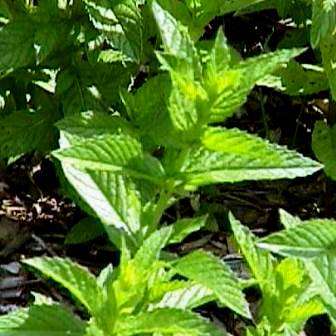 100 Spearmint Seeds ~ Mentha spicata Seeds ~ BULK Medicinal / Culinary Herbs
