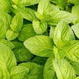 100 Spearmint Seeds ~ Mentha spicata Seeds ~ Medicinal / Culinary Herbs