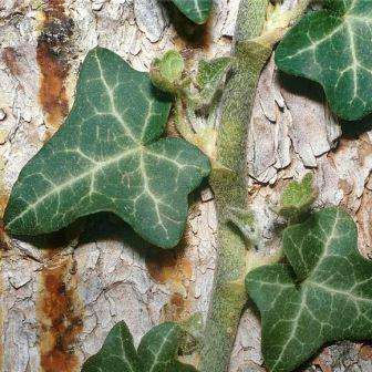 English Ivy - Hedera helix Seeds - Creeper Climber Groundcover