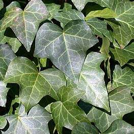 20 English Ivy - Hedera helix Seeds - Creeper Climber Groundcover