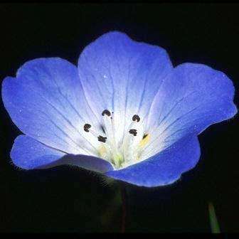 10 Nemophila menziesii Seeds - Baby Blue Eyes - Sow Spring Autumn - Annual Seeds