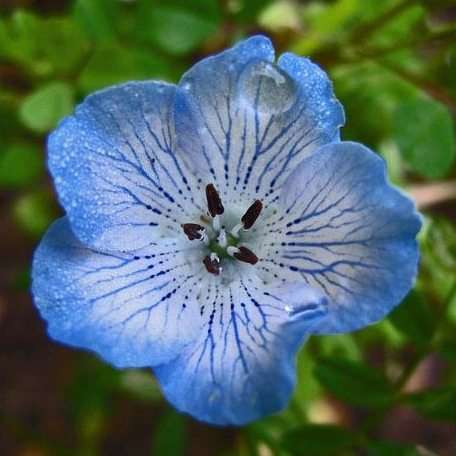 10 Nemophila menziesii Seeds - Baby Blue Eyes - Sow Spring Autumn - Annual Seeds