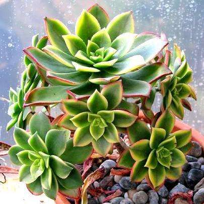 Aeonium haworthii cv. Kiwi f. variegata Plants - Live Succulent Plants