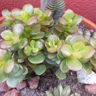 Crassula ovata minima Plants - Mini Jade Plant - Live Indigenous Succulent Plants