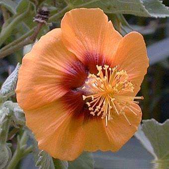 Abutilon hirtum Seeds - Gorgeous Flowering Shrub Seeds