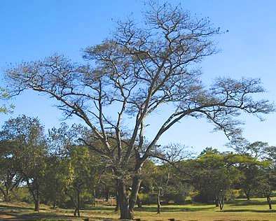 20 Acacia polyacantha (White-stem Thorn - Witdoring) Seeds