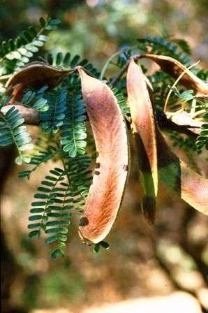 20 Acacia robusta (Splendid Thorn - Robust Acacia) Seeds