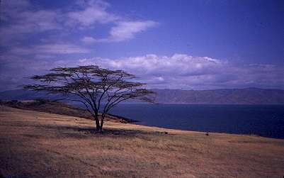 20 Acacia tortilis (Umbrella Thorn - Haak en Steek) Bonsai Tree Seeds - Indigenous