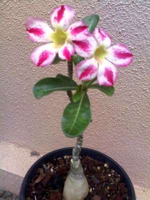 Adenium obesum var. Fragrant Delight - A STUNNING HYBRID ADENIUM - HAND POLLINATED SUCCULENTS SEED