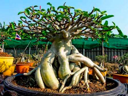 Adenium arabicum Seeds RARE