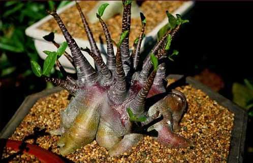 Adenium arabicum Seeds RARE - Succulents - Natural Bonsai