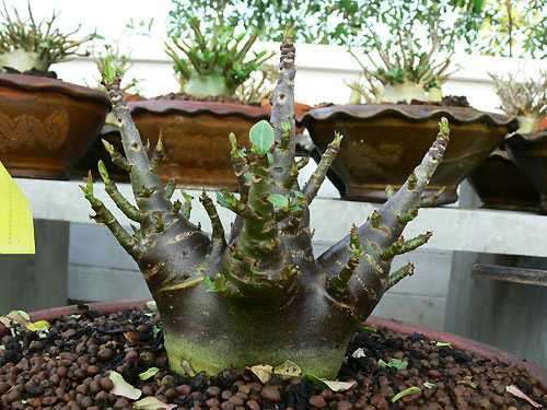Bulk Seeds 50 Adenium arabicum Seeds Rare Species, A True Collectors Item.
