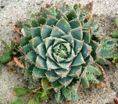 10 Aloe brevifolia - Dune aloe Seeds - Indigenous Succulents