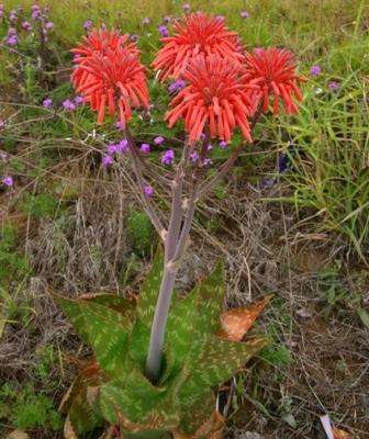 Aloe chabaudii Seeds - Indigenous Succulents
