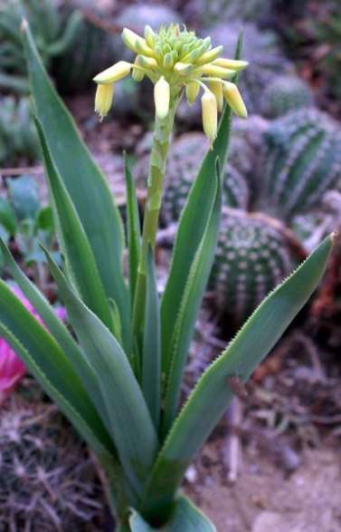 Aloe ecklonis Seeds - Indigenous Succulents