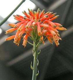 Aloe grandidentata Seeds - Dwarf Soap Aloe - Indigenous Succulents