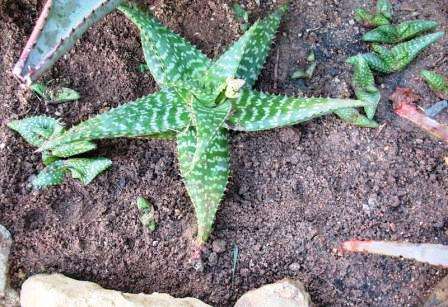 20 Aloe grandidentata Seeds - Dwarf Soap Aloe - Indigenous Succulents