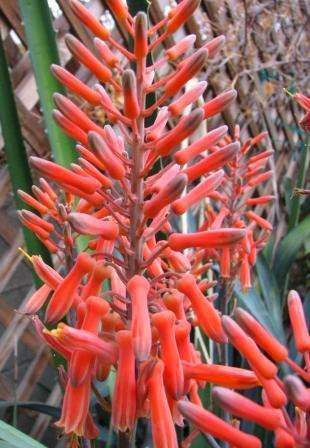 Aloe longibracteata Seeds - Indigenous Succulents