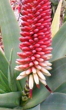 Aloe speciosa Seeds - Tilt-head Aloe, Spaansaalwyn, Slaphoringaalwyn