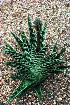20 Aloe variegata (Partridge Breast Aloe) Seeds - Succulents