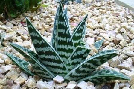 Aloe variegata (Partridge Breast Aloe) Seeds Succulent from South Africa
