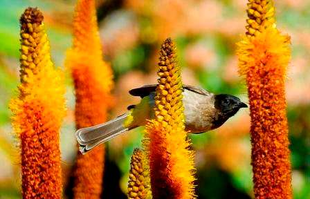 Aloe vryheidensis Seeds - Indigenous Succulents