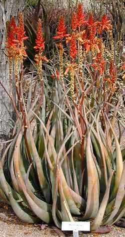 Aloe wickensii Seeds - Indigenous Succulents