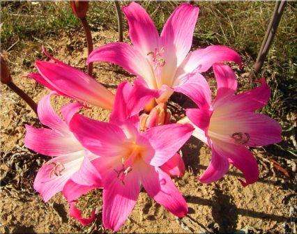 Amaryllis belladonna Seeds ~ "March Lily" or "Naked Lady"