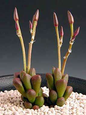 Anacampseros subnuda Seeds